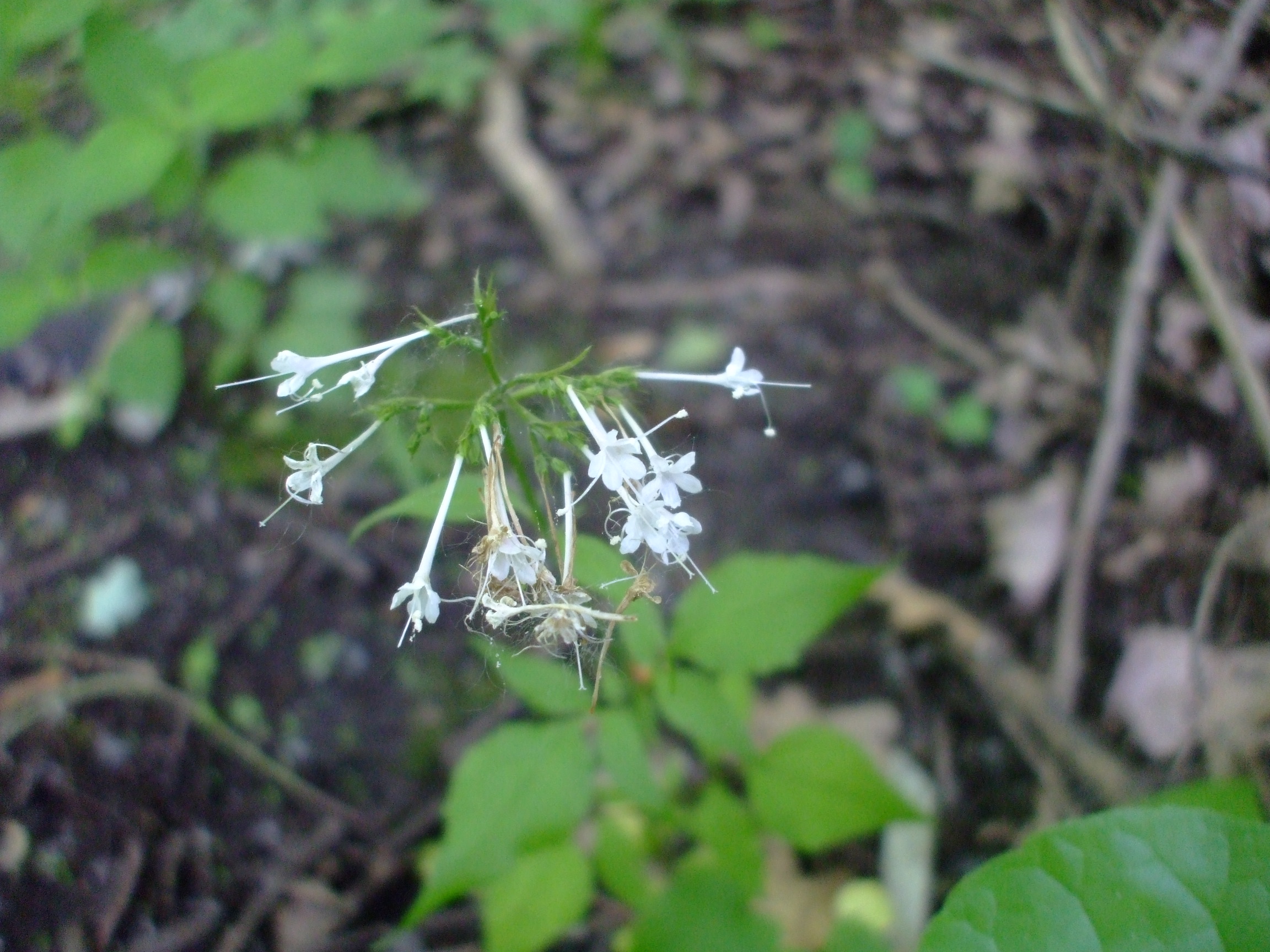 Valeriana pauciflora